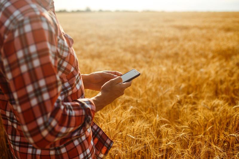 Farmer Checking Wheat Field Progress, Holding Phone and Using In